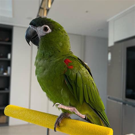 Hahns Macaw Parrot Female For Sale Exoticglobalbirdsfarm