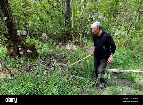 Man Looking For Common Morel Fungi Morchella Esculenta In Forest