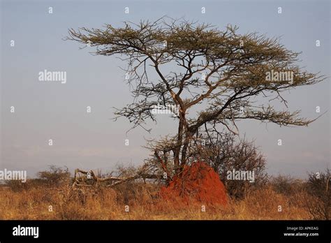 umbrella thorn acacia umbrella acacia acacia tortilis tree kenya