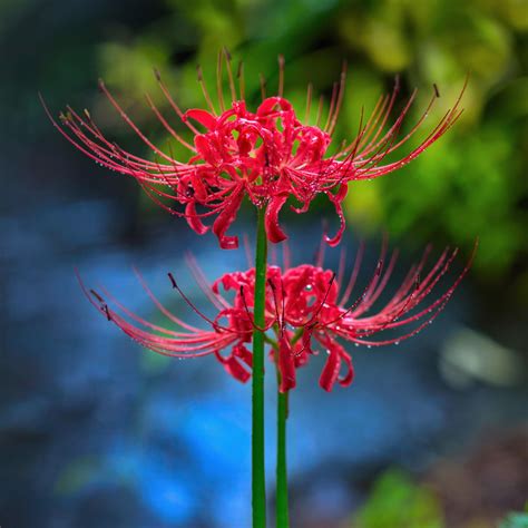 Beautiful Spider Lily Plants For Sale Online Lycoris Fragrant