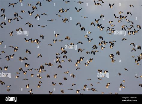 Northern Lapwing Flock Flying Kievit Groep Vliegend Stock Photo Alamy