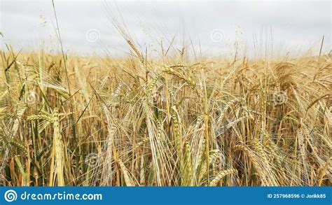 Culturas Cultivadas De Sementes De Trigo De Cereais Foto De Stock