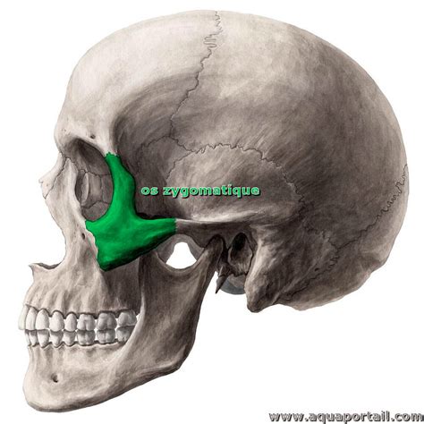 Zygomatique Définition Et Explications
