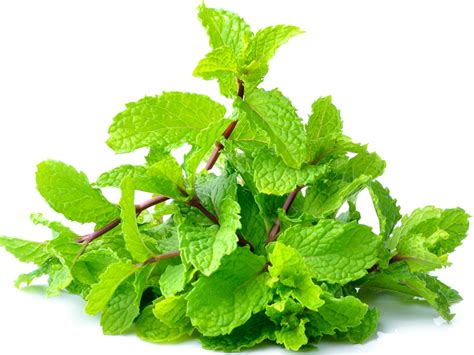 16 Best Peppermint Leaves Benefits For Skin, Hair & Health