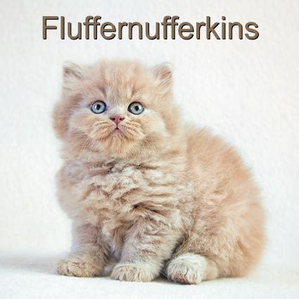 20 Cutest Kitten Names | LoveToKnow