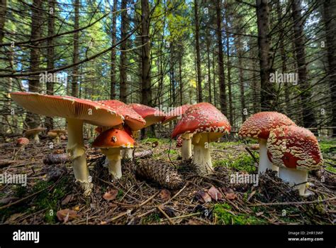 Especies de hongos amanita Banque de photographies et dimages à haute