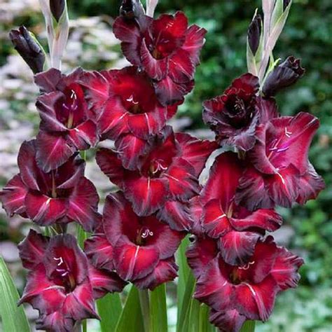 Gladiolus Black Star Sword Lily Garden