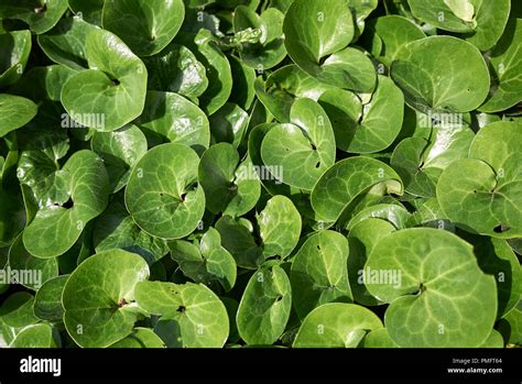 Asarum europaeum Stock Photo - Alamy