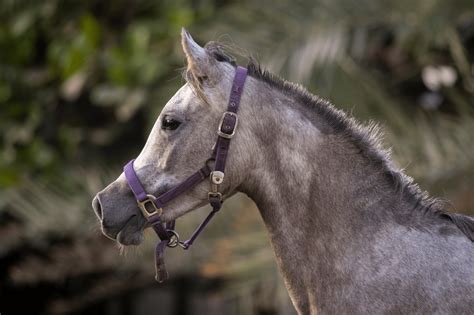 Arabian Horse Lifespan 101 Helpful Beginners Guide