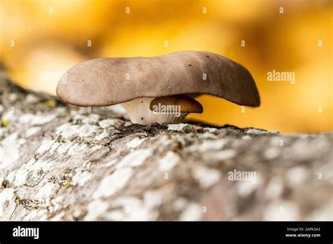 Hongos Pleurotus Ostreatus Grupo De Hongos Crecen En El Tronco De Un