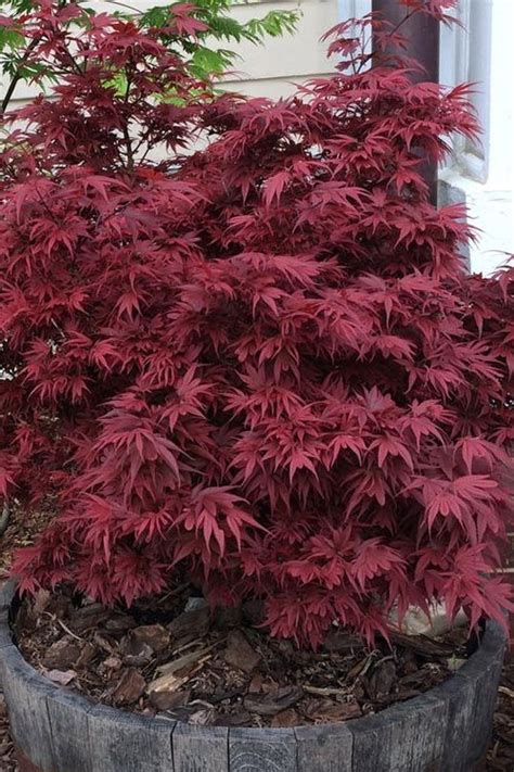 Buy Shaina Dwarf Red Japanese Maple Free Shipping Wilson Bros