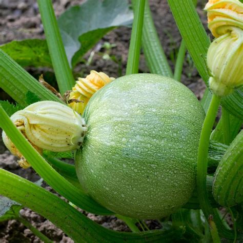 Italian Courgette Tondo Chiaro Di Nizza Courgette