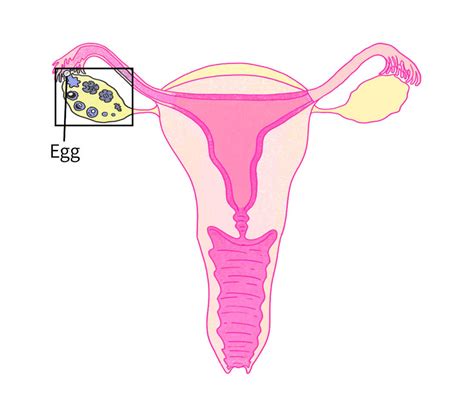 Human Egg Fertilization Timeline