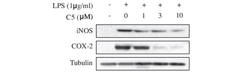 Inhibition Of Lps Induced Inos And Cox 2 Expression In Raw264 7 Cells