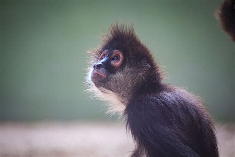 Spider monkey Archives - Akumal Monkey Sanctuary