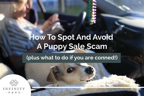 How To Spot And Avoid A Puppy Sale Scam Plus What To Do If You Are