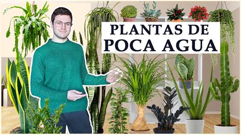 Top Plantas De Interior De Poco Riego Youtube