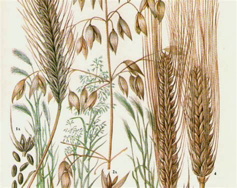 Vintage Botanical Print Antique Rye Oats Grains 5 Plant Print Etsy