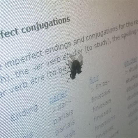 I Caught Flies Having Sex R Pics