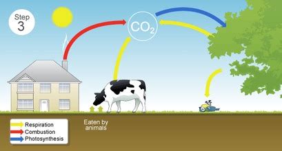 The Carbon Cycle steps - The Carbon Cycle