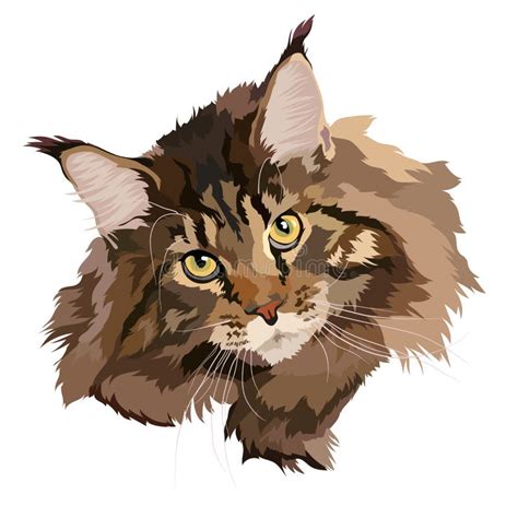 Maine Coon Cat Head Vector Illustration Maine Coon Vector Illustration