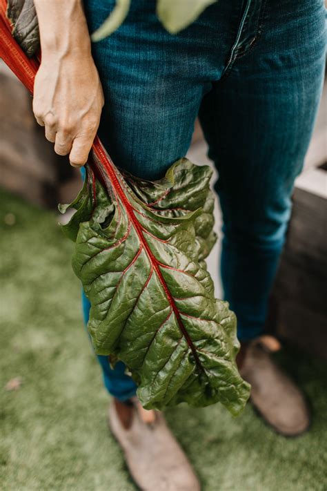 Online Gardening Courses - The Backyard Farm Company