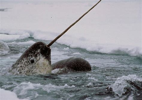 How does a narwhal use its tusk? - Quora