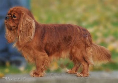 Chien Elevage De La Geode Eleveur De Chiens Cavalier King Charles