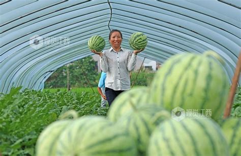 江西泰和：农民积极采收西瓜抢鲜上市销售 视觉江西 大江网首页