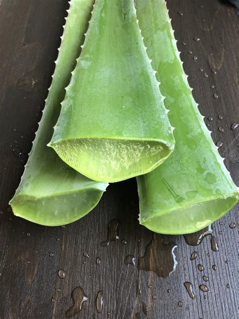 Aloe Vera Large Leaf Plants Naturally Grown Wild Etsy