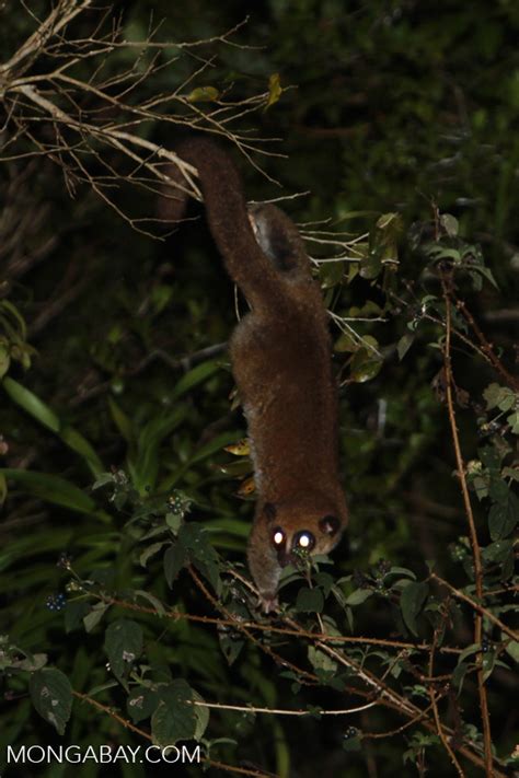 Fat-tailed Dwarf Lemur (Cheirogaleus medius) [madagascar_3491]