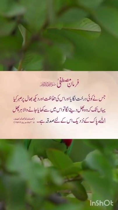 Hazrat Muhammed Saw Ka Farman Hadith Tree Darakht Lgana Sadqa H