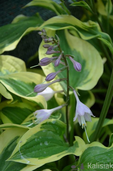 Hosta Pilgrim Funkia