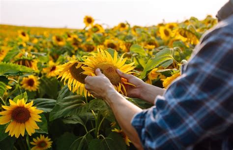 Premium Photo Farmer Examining Crop In The Sunflower Field Harvesting