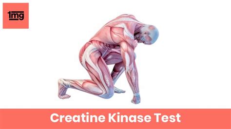 Creatine Kinase (CPK): Purpose & Normal Range of Results | 1mg