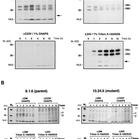 A Kinetics Of Hladm And Hla Dr Association In Wild Type Pala Cells