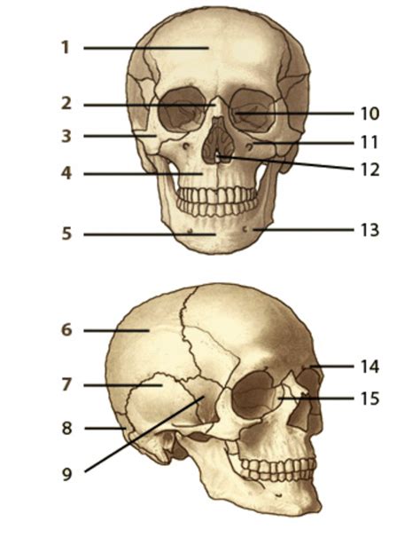 Skull Bones Diagram | Quizlet