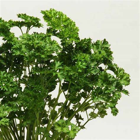 Parsley Curly - Sugar Creek Gardens