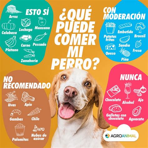 Qué comida humana puede o no comer tu perro