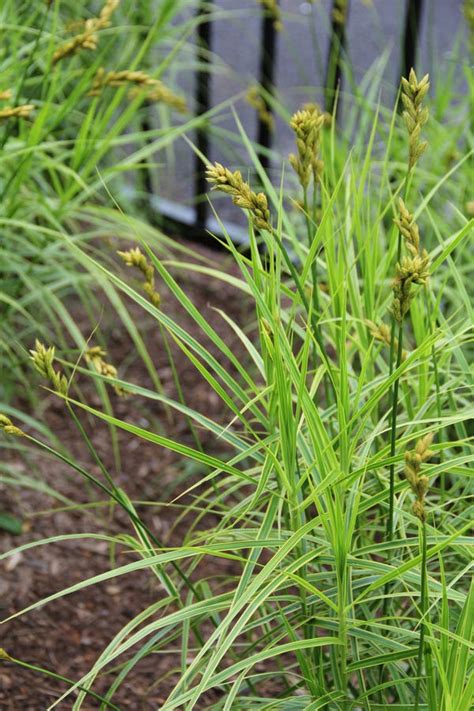 Plant Of The Week Palm Sedge Oehme Muskingum Sedge