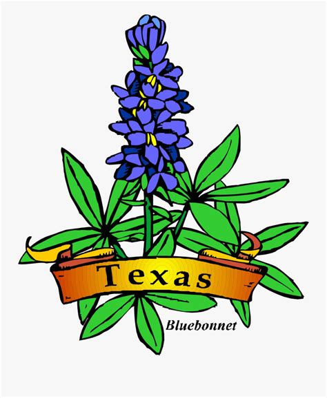 Drawing Texas State Flower , Free Transparent Clipart - ClipartKey