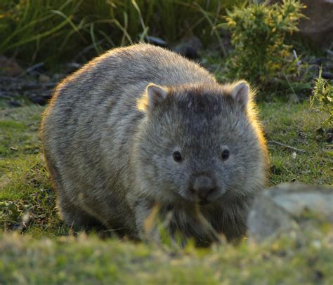 Wombats Wallpapers - Wallpaper Cave