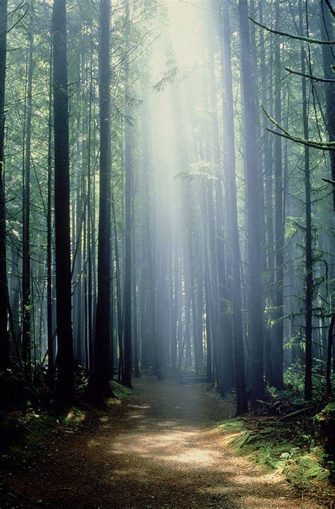 T Bonderud Path Through Trees In Mist Photograph By First Light Fine