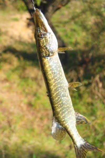 Pike Fishing for Beginners: 17 Things Every Angler (Must-Read)