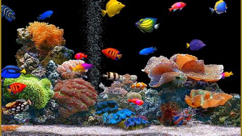 Aquarium fish wallpaper | (134964)