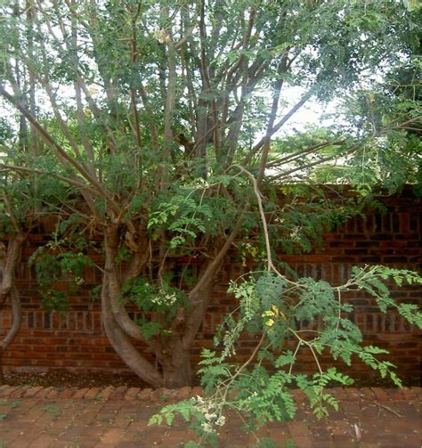 Moringa Oleifera Lam Tree Showing Stem Leaves And Flowers