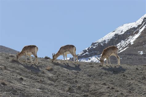 Snow Leopards Birds Of Ladakh India Tour Report Birdquest