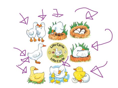 Duck Life Cycle