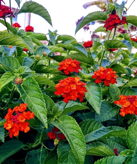 Red Lantana camara | PlantVine