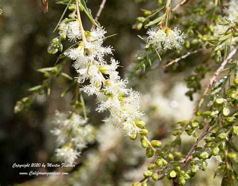 Melaleuca Alternifolia